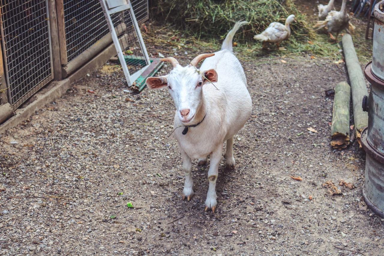 Agriturismo La Pietriccia Chianciano Terme Dış mekan fotoğraf
